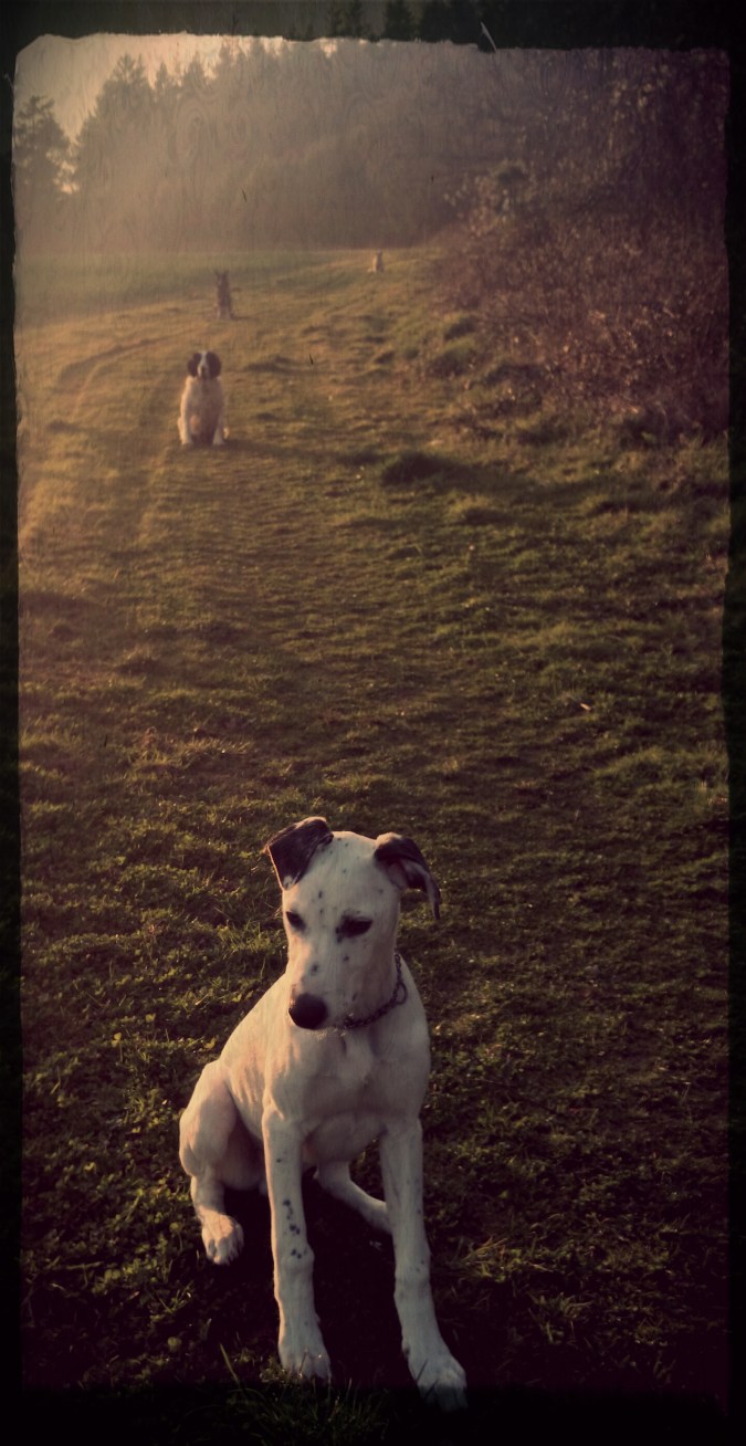 It's a dogs life: Country life suits the dogs too